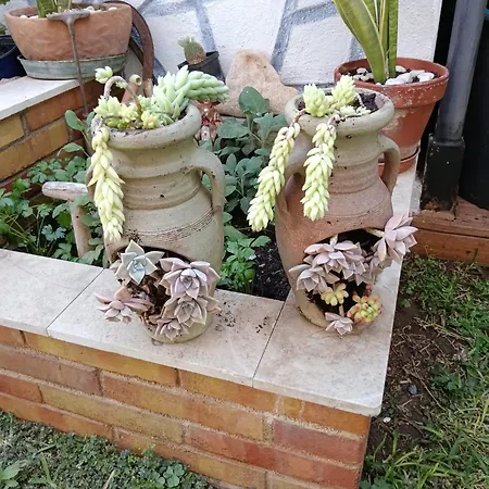 Ada